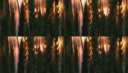 小麦挡住了日落高清在线视频素材下载