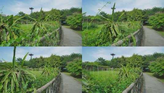 火龙果树种植园高清在线视频素材下载