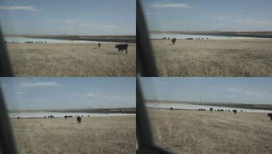 沿途散步的牛群升格素材高清在线视频素材下载
