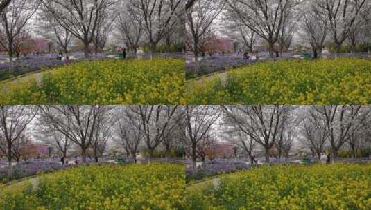 孤柏渡飞黄旅游区樱花园鲜花盛开高清在线视频素材下载