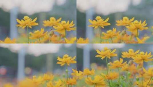 广州城市街边的绿色植物小黄花高清在线视频素材下载