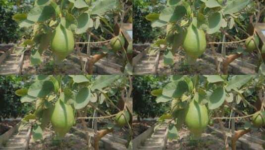 香水柠檬现代化温室大棚果园果树培育高清在线视频素材下载