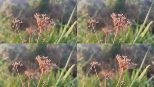 植物种子特写镜头高清在线视频素材下载