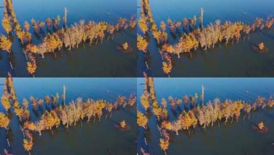 南滇池国家湿地公园秋色航拍高清在线视频素材下载