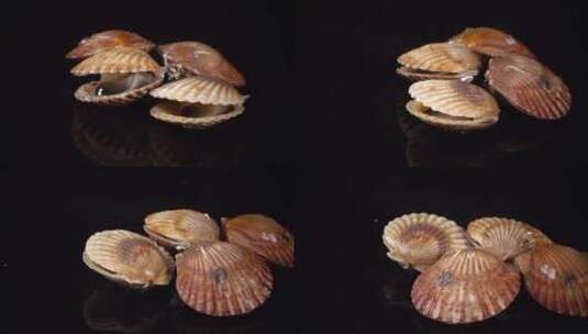 扇贝贝壳活体海鲜养殖高清在线视频素材下载