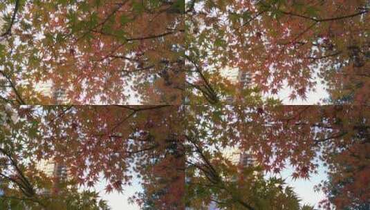 红枫秋天里的红色枫叶高清在线视频素材下载