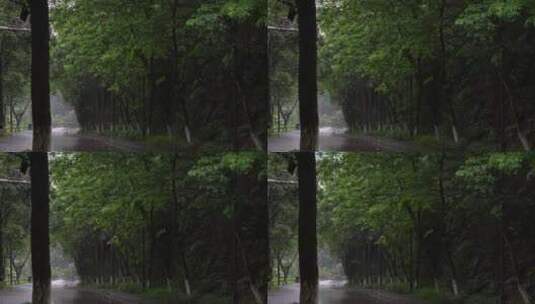 风雨中的树林高清在线视频素材下载