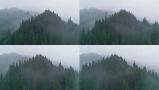 航拍迷雾森林松树林高清在线视频素材下载
