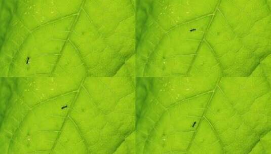 蚂蚁在叶子上爬行的逆光特写镜头高清在线视频素材下载
