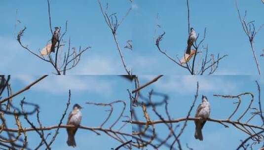 4k 枯枝上的小鸟航拍高清在线视频素材下载