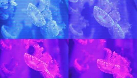 水母 浮游生物高清在线视频素材下载