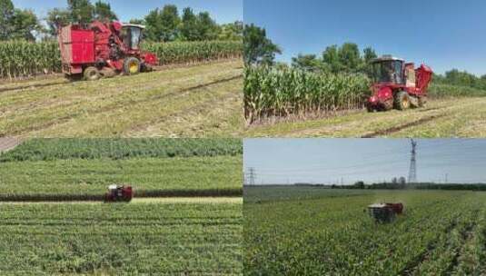 航拍玉米收割玉米收获季高清在线视频素材下载