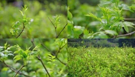 4K莓茶 雪茶高清在线视频素材下载