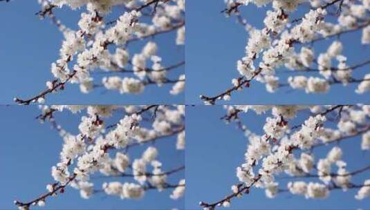 枝条上盛开的杏花高清在线视频素材下载
