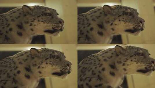 花豹黑豹金钱豹雪豹包子标本模型高清在线视频素材下载