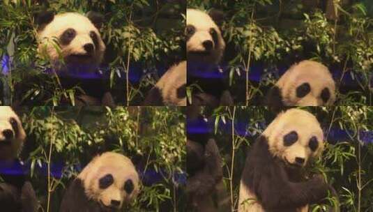 动物标本大熊猫国宝高清在线视频素材下载