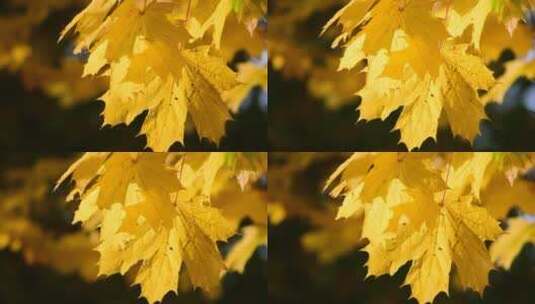 微距特写大自然秋天金色黄色红色美丽的树叶高清在线视频素材下载