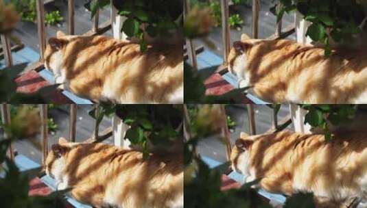 睡觉的肥猫橘猫C1756高清在线视频素材下载