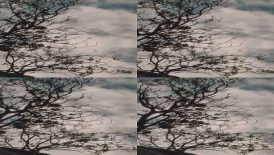 一棵树顶部有几片叶子的枯树高清在线视频素材下载