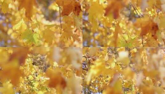 4k金黄色秋天树叶阳光下婀娜多姿视频背景高清在线视频素材下载