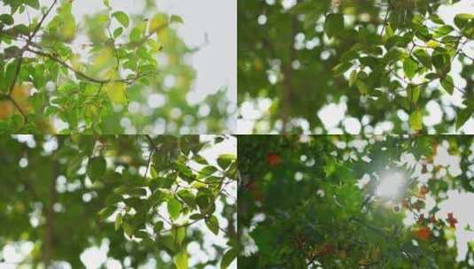 阳光透过树叶高清在线视频素材下载