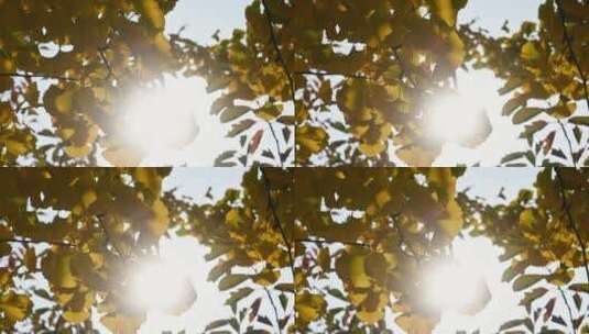 深秋阳光下摇曳的银杏树叶高清在线视频素材下载