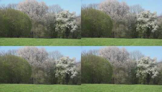 春天法国公园盛开的树木高清在线视频素材下载