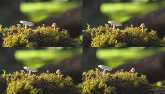 阳光洒在森林的蘑菇上高清在线视频素材下载