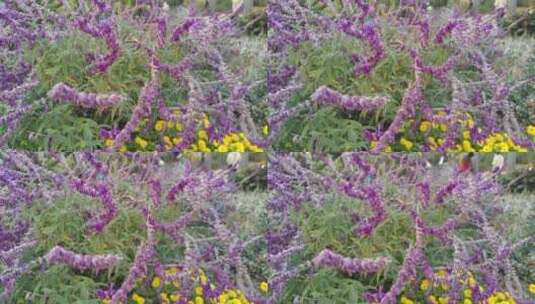 墨西哥紫绒鼠尾草高清在线视频素材下载
