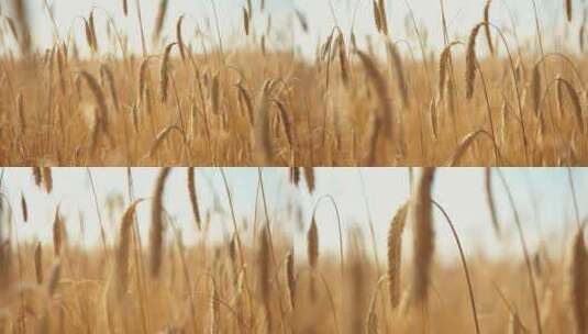 金黄的麦穗丰收季节高清在线视频素材下载