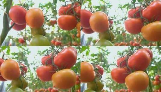 新鲜的西红柿高清在线视频素材下载