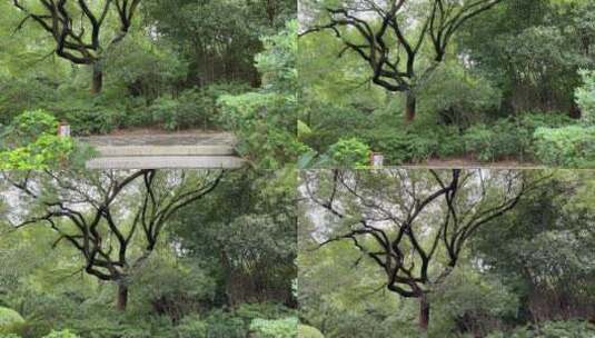 4k 园林绿树林自然风光高清在线视频素材下载