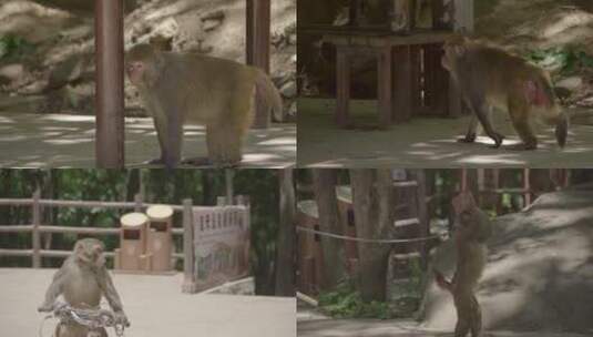 景区森林动物猴子猴子嬉闹高清在线视频素材下载
