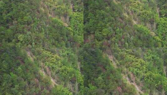 4K航拍秋天的重庆缙云山森林植被高清在线视频素材下载