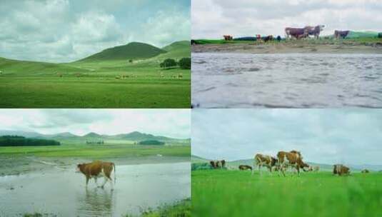 草原上的牛群1高清在线视频素材下载