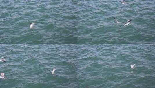 波涛汹涌的大海和飞翔的海鸥慢镜头自然风光高清在线视频素材下载