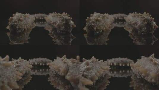 海参25mm超微距移动拍摄LOG视频素材高清在线视频素材下载
