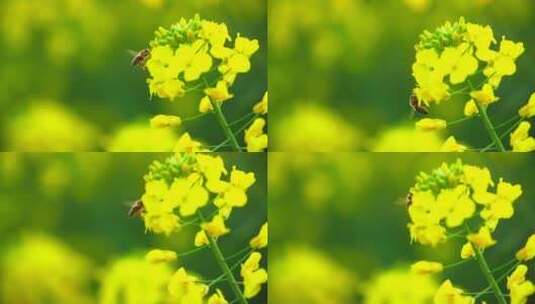 春天油菜花上的蜜蜂特写高清在线视频素材下载