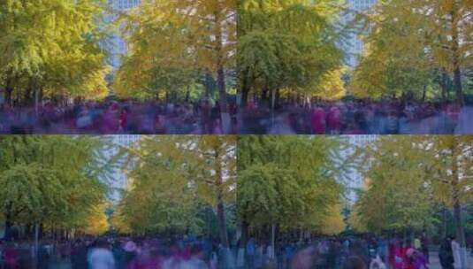 辽宁大学秋季银杏树和观赏人群高清在线视频素材下载