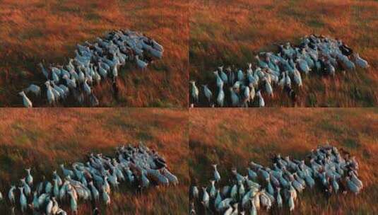 羊 放牧 牧羊人高清在线视频素材下载