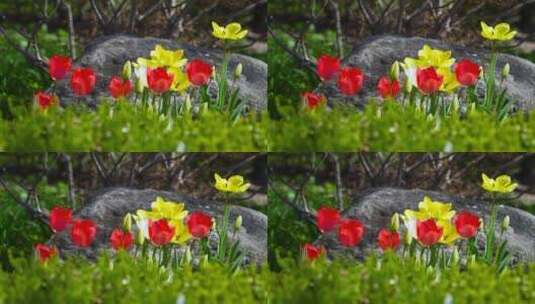 春天自然风光 田野上的花朵 美景高清在线视频素材下载