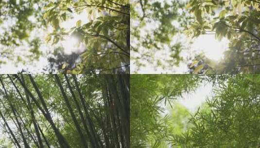 夏天阳光树叶唯美意境植物树叶逆光树林高清在线视频素材下载