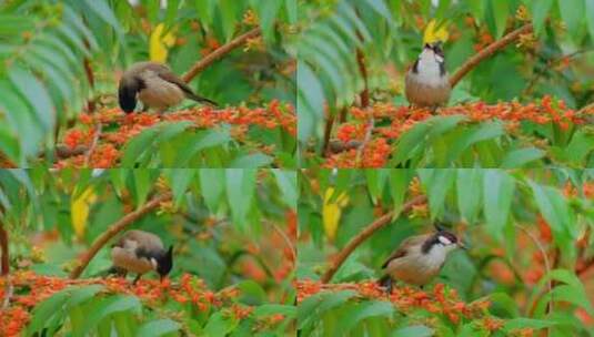 春天鸟语花香 红耳鹎 树枝上的小鸟高清在线视频素材下载