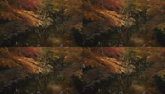 杭州九溪秋天早晨金色枫树叶下湖面薄雾飘动高清在线视频素材下载