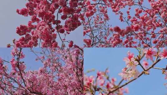 春天春季唯美花朵花海春游赏花高清在线视频素材下载