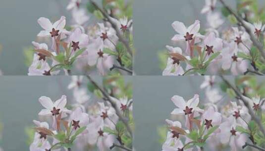 樱花花开花瓣飘落樱花树意境实拍高清在线视频素材下载