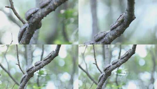 h蝮蛇盘踞隐藏在树枝中07高清在线视频素材下载