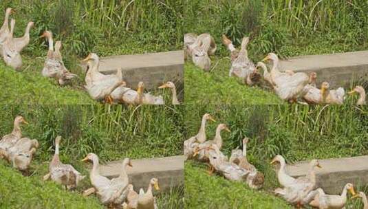 农村散养鸭子慢镜升格特写实拍高清在线视频素材下载