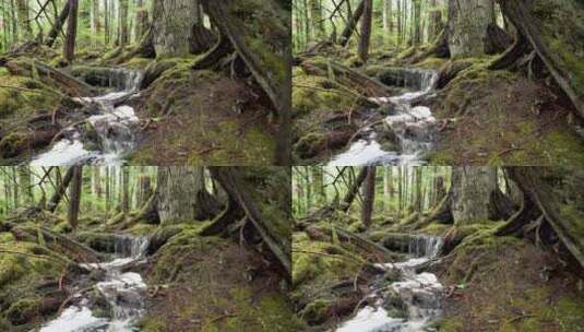 原始森林里的小溪高清在线视频素材下载