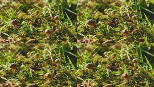 苔藓上的蘑菇高清在线视频素材下载